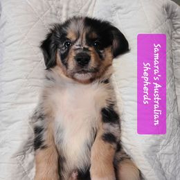 Purple - Blue merle female Australian Shepherd puppy in Pemberville, Ohio from Samara's Australian Shepherds