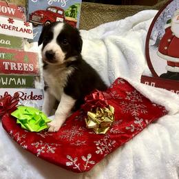 Border Collie and Jack Russell Terrier Puppies from CP FARMS BORDER COLLIES N JACKS CORP