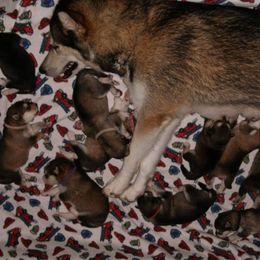 Alaskan Malamute Puppies from ArctiCircle Alaskan Malamutes