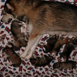 Alaskan Malamute Puppies from ArctiCircle Alaskan Malamutes