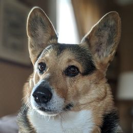 Dually - Pembroke Welsh Corgi