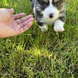 Pembroke Welsh Corgi Puppies from Kern River Corgis