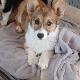 Pembroke Welsh Corgi Puppies from Amatskennel - Stubby Tails Ranch