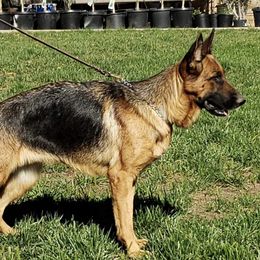 Rosie - German Shepherd