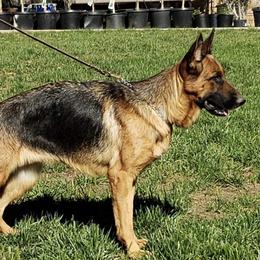 Rosie - German Shepherd