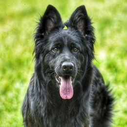 Izzy  - German Shepherd