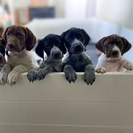 German Shorthaired Pointer Puppies from Thunder Mountain Gun Dogs