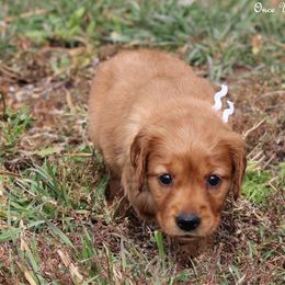 Polly's White Girl - Dark golden female Golden Retriever puppy in Idaho Falls, Idaho from Once Upon A Dream Kennels