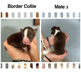 Buck - Red male Border Collie puppy in North Lakeport, California from Wild Rose Ranch