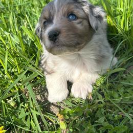Cooper - Blue merle male Miniature Australian Shepherd puppy in Lebanon, Oregon from Two Pines Mini Aussies