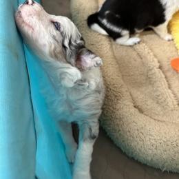 Border Collie Puppies from Roaring River Border Collies
