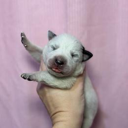 Bahia - Blue speckled female Australian Cattle Dog puppy in Rosharon, Texas from 4Surge Cattle Dogs