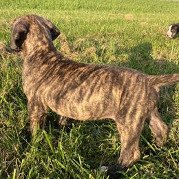 Great Dane Puppies from Virginia Great Danes