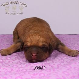 Donald - Sable male Schnoodle puppy in Sedalia, Missouri from Farmer Brown's Puppies