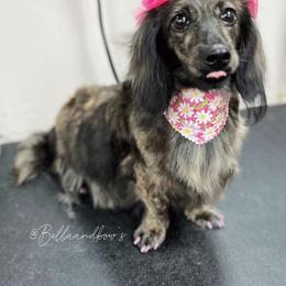 Ivy Lyn - Dachshund