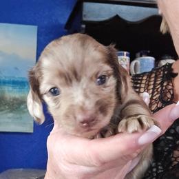 Choc dapple 2 small - Dapple male Dachshund puppy in Port Charlotte, Florida from Vicki's Dachshund Crossing