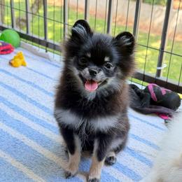 Nitro - Black and tan male Pomeranian puppy in Greenville, Georgia from Breezy Hill Poms