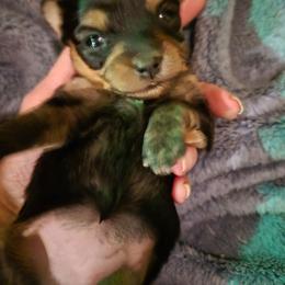 Espresso - Black and tan female Chihuahua puppy in Williamsburg, Virginia from Chloe & Friends
