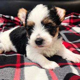 Swiper 2500 - Parti male Yorkshire Terrier puppy in Gastonia, North Carolina from Banks Dynasty Kennel