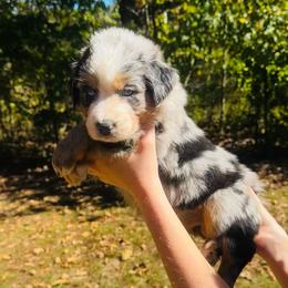Dolly - Blue merle female Australian Shepherd puppy in Mckenzie, Tennessee from Whispering Iris Aussies