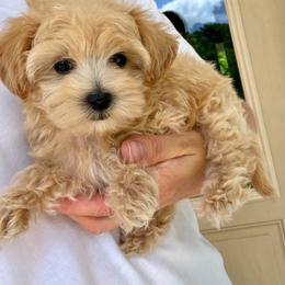 Olive - Champagne female Maltipoo puppy in Charles City, Virginia from Historic triangle doodles Charles City, Virginia