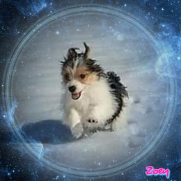 Yorkshire Terrier Puppies from Schultz Yorkies