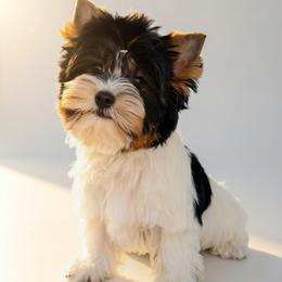 Leon - Black tan and white male Biewer Terrier puppy in Brentwood, California from Perfección Del Cielo Biewer Terriers