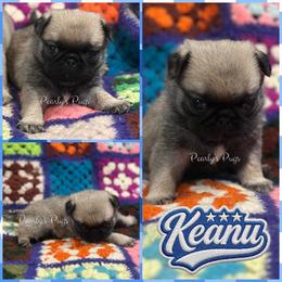 Keanu - Fawn male Pug puppy in Summerville, Georgia from Pearly’s Pugs & Pollywog Poodles