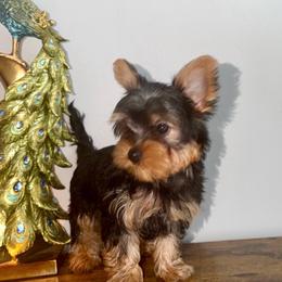 Kinchay - Blue and gold male Yorkshire Terrier puppy in Fort Myers, Florida from Katherine’s Yorkies and Poodles