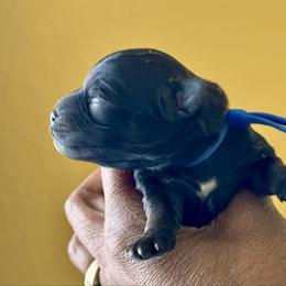 Blue Collar Boy - Black male Yorkipoo puppy in Las Vegas, Nevada from Plush Toy Poodle Puppies & Pals