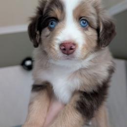 Raspberry - Red merle male Toy Australian Shepherd puppy in Lakeland, Florida from Under the Oak Aussies
