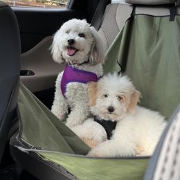 Aussiedoodle All Grown Up from Poodles and Doodles Most Excellent Adventures