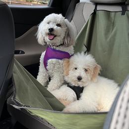 Aussiedoodle All Grown Up from Poodles and Doodles Most Excellent Adventures