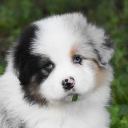 Breeze - Blue merle female Australian Shepherd puppy in Easton, Missouri from MMA Kennel