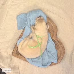 Jenga (green) - Golden female Golden Retriever puppy in Argyle, Texas from Skarlotte Goldens, LLC