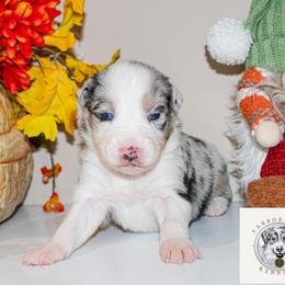 Cider - Blue merle male Miniature Australian Shepherd puppy in Oakland, Maryland from Yarborough Kennels