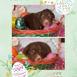 Bailey - Red tri-color female Australian Shepherd puppy in Marshall, Virginia from Greywood Farm Aussies