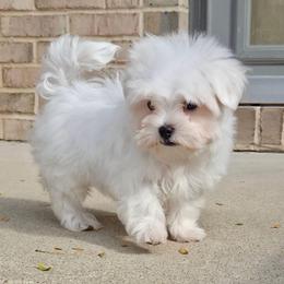 Luca - White male Maltese puppy in Monticello, Iowa from Ashley’s Puppies