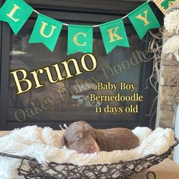 - Bernedoodle puppy in Nebraska from Oakey Dokey Doodles