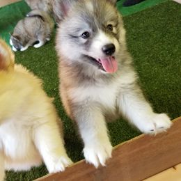 Pomsky Puppies from SoCal Pomskies LLC