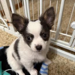 Adam - Blue and white male Chihuahua puppy in Amity, Pennsylvania from Rhoda and Verna