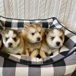 Pomsky Puppies from Goodness Gracious Pomskies