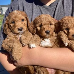 Goldendoodle Puppies from Sunnydoodle Utah