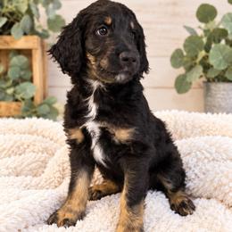 Psalm - Black phantom male Assorted Doodle Crosses puppy in Waco, Georgia from Huff Family Doxies & Doodles
