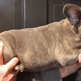 French Bulldogs and Great Danes from Reinwater