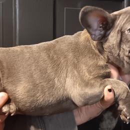 French Bulldogs and Great Danes from Reinwater