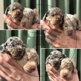 Dachshund and English Springer Spaniel Puppies from Clucking Homestead Springers & Dachshunds