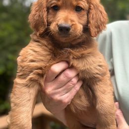 Eugene - Red  male Goldendoodle puppy in Gig Harbor, Washington from Sandy’s Goldendoodles