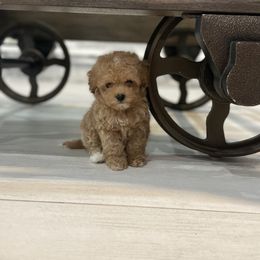 Cockapoo Puppies from Doodle Corner