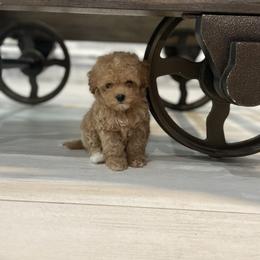 Cockapoo Puppies from Doodle Corner